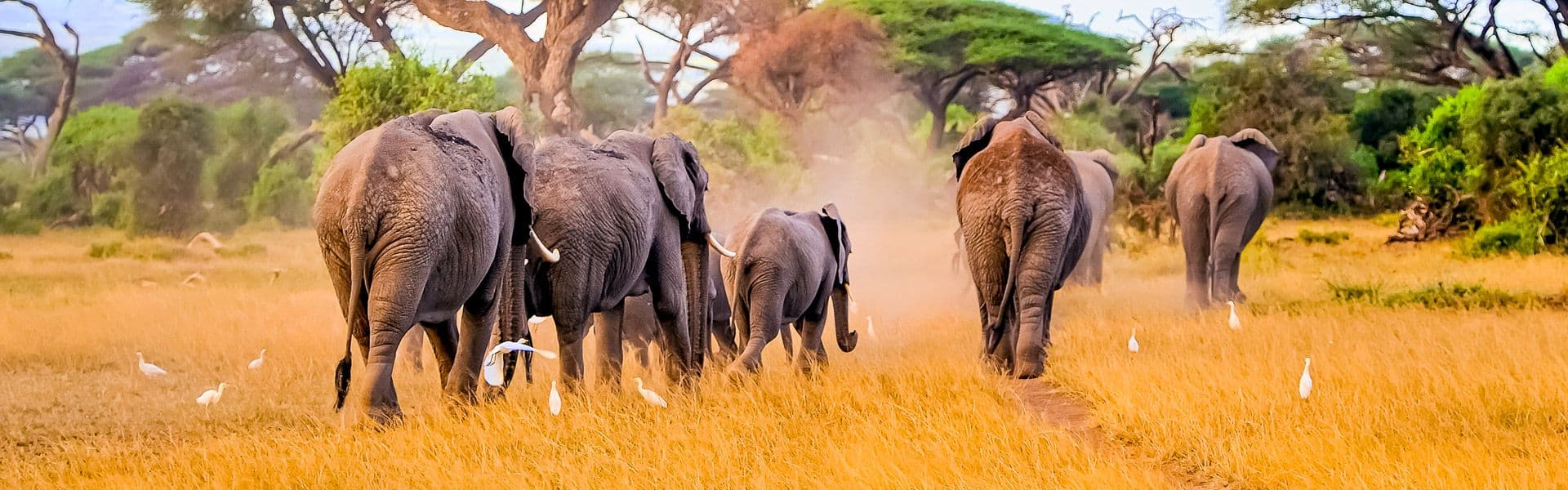 Addo