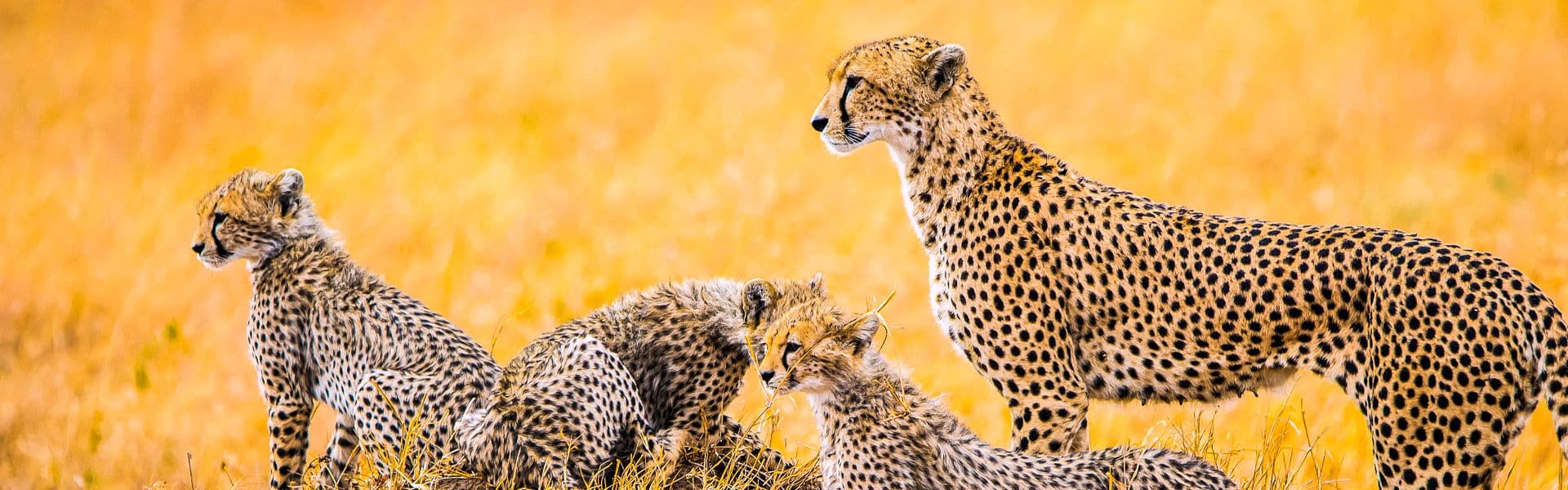 Cheetah