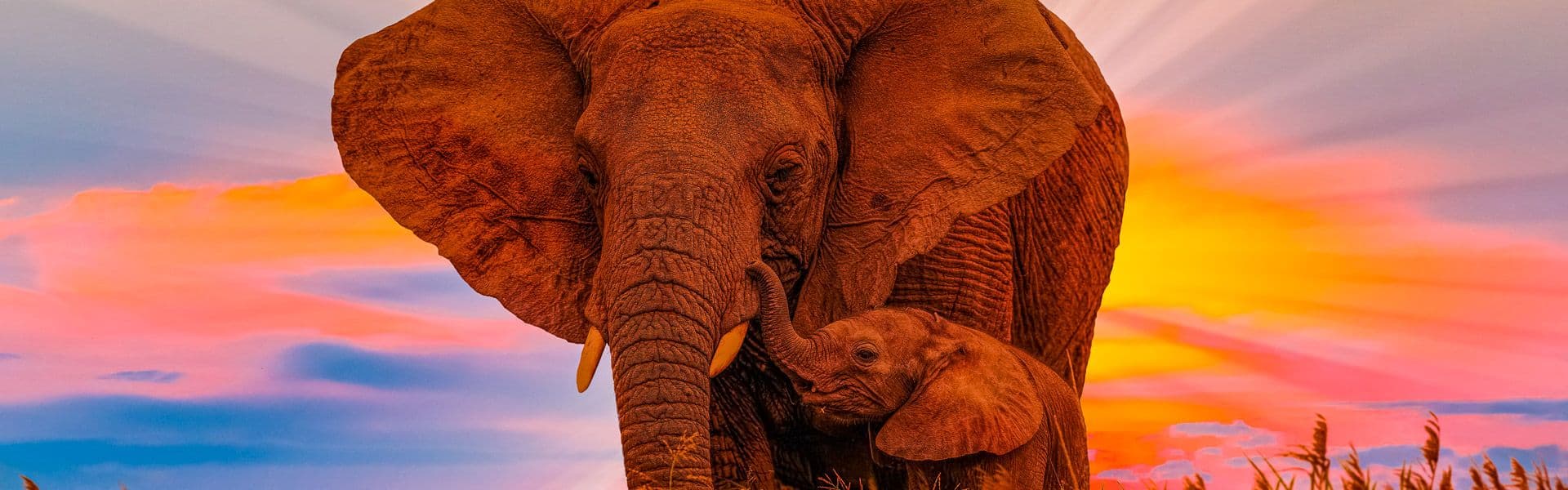 Serengeti