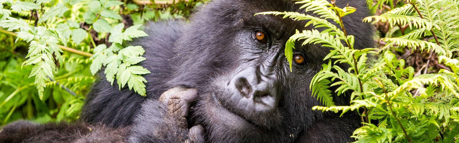 Gorilla