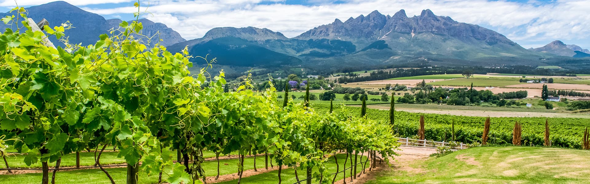 Pinotage – Bild 1